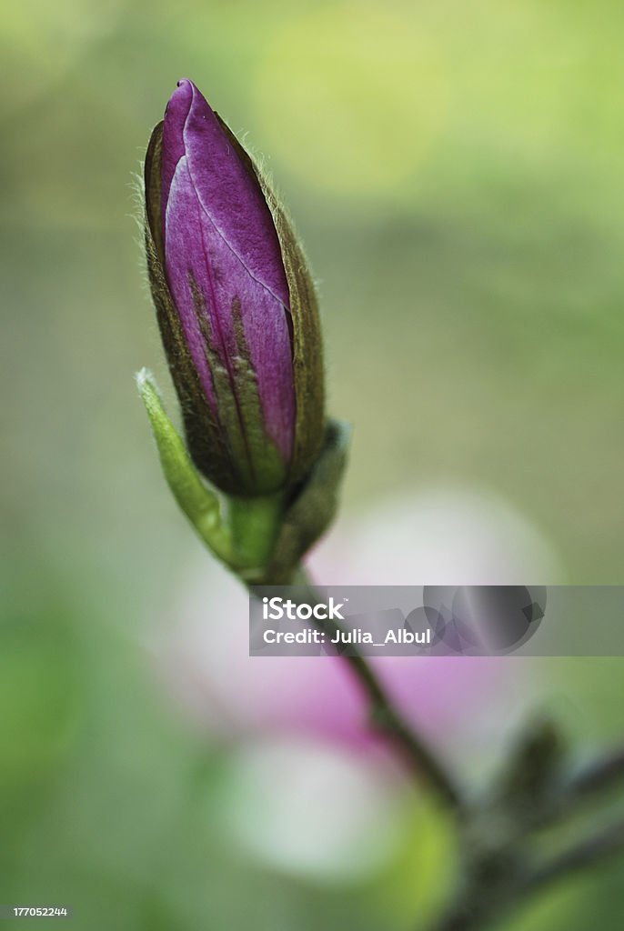 Magnolia Bud im Garten - Lizenzfrei Ast - Pflanzenbestandteil Stock-Foto