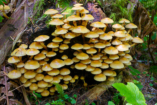 agrupamento de cogumelo - hypholoma fasciculare - fotografias e filmes do acervo