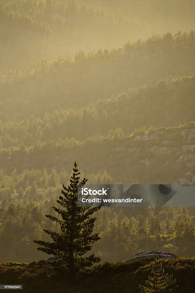 Nebbia e alberi di pino - Foto stock royalty-free di Albero