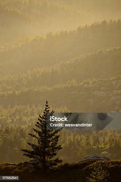 Nebbia E Alberi Di Pino - Fotografie stock e altre immagini di Albero - Albero, Ambientazione esterna, Arancione