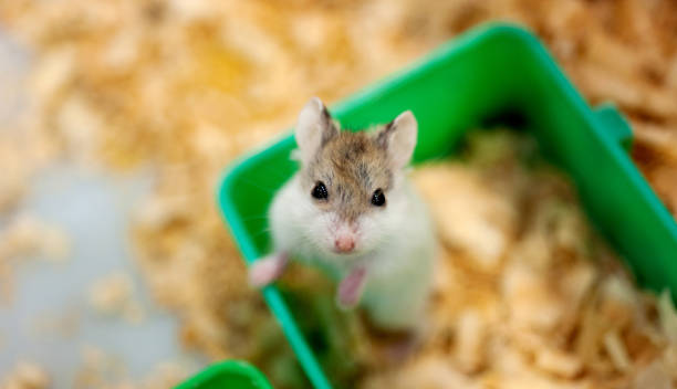 istock Single hamster sitting in a wooden house 1770526764