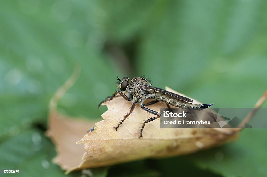 Insecto gad tábano - Foto de stock de Ala de animal libre de derechos