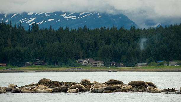 Harbor Seals in Front of Houses, Forest, and Mountains stock photo