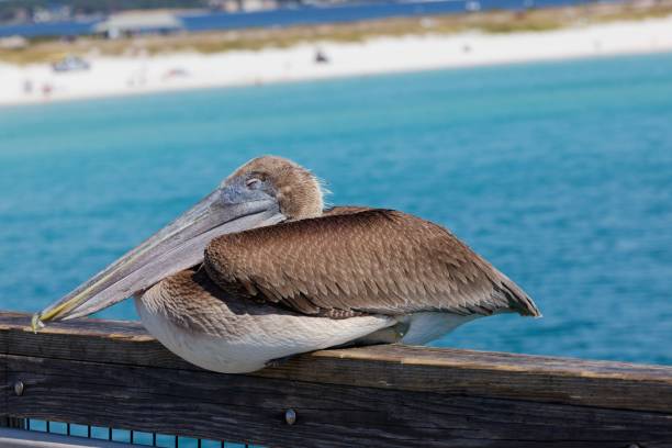 istock Brown pelican (Pelecanus occidentalis) perched on a railing, overlooking the ocean 1770528567