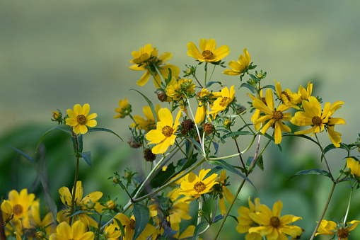 Bright yellow Smooth Beggarticks wildflowers, Bidens laevis, on an autumn day in Texas.