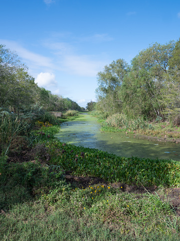 The heat and drought of the summer has lowered the water level at Brazos Bend State Park, leaving much of the wetland dry and impacting wildlife.