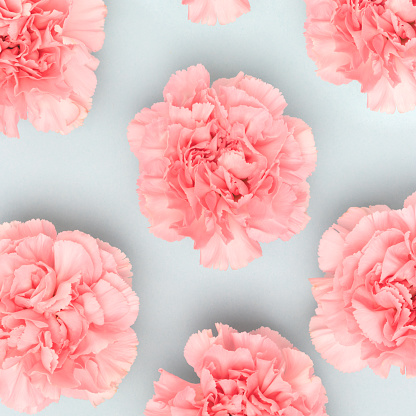 Pink carnation flowers on a blue pastel background.