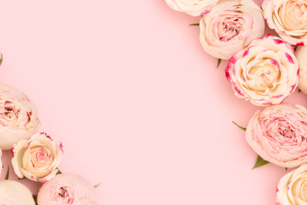 istock Rose flowers on a pink background. 1770539533