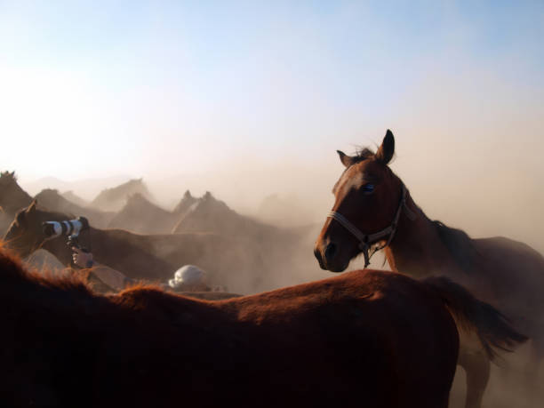 Nature's Dance: Photographer Among the Wild Horses Herd.Photographed with OLYMPUS DIGITAL CAMERA.