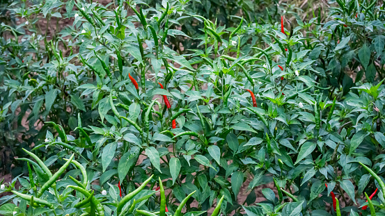 Stems, leaves, and flowers, red, green fruits of the herbal plant, Chilli peppers, chili, chile, chilli, and these parts are also used as, ingredients, in cooking, close-up photo