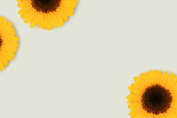 Seamless pattern with big bright sunflowers and dots on yellow background