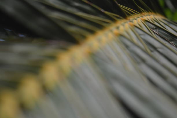 istock selective focus, pattern background, texture and shape of palm leaves 1770551203