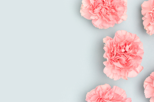 Pink carnation flowers scattered on a blue background. Place for your design.