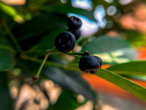 istock small black berries. photo stock 1770560769