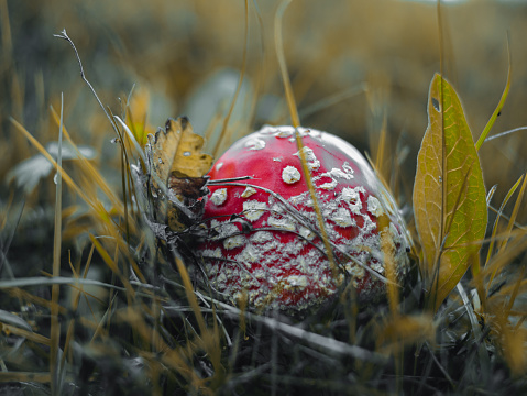 Amanita muscari psychoactive toadstool Fly agaric red-headed hallucinogenic toxic mushroom with white dots in autumn forest. Mushroomcore viral trend. Mushroom-picking season poisonous dangerous toxin
