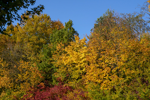 Colorful colors in autumn with colored leaves on the bushes and landscape