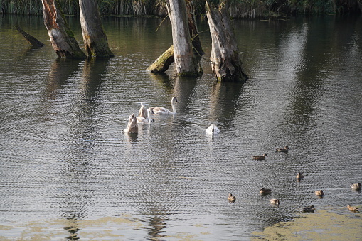 water bird like swan, duck or cormorant at danube river