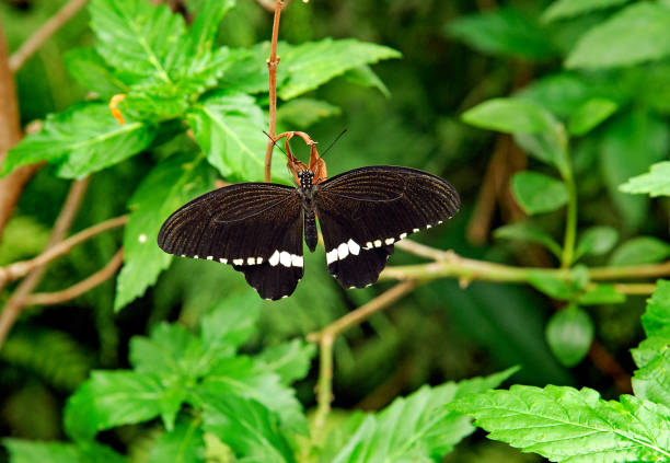 The Papilio polytes butterfly