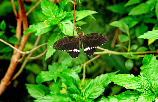 The Papilio polytes butterfly, black butterfly with white spots on the wings