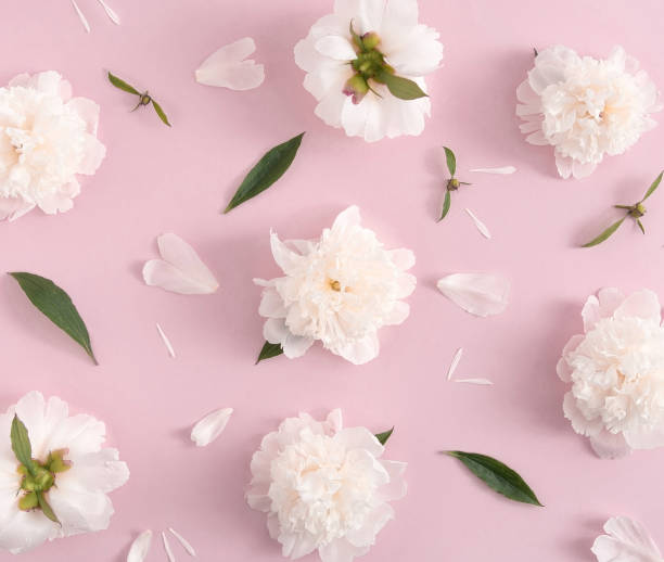 istock White peony flowers on a pastel pink background. Top view. 1770573955