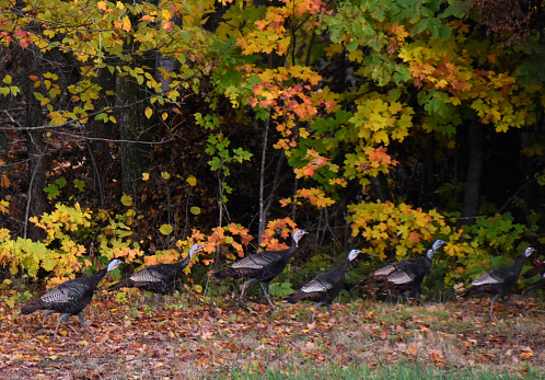 Des dindons sauvages à l'automne, Québec, Canada