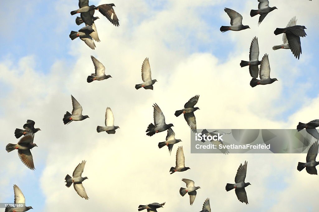 Oiseaux volant - Photo de Aile d'animal libre de droits