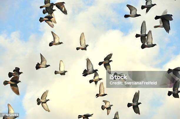 Photo libre de droit de Oiseaux Volant banque d'images et plus d'images libres de droit de Aile d'animal - Aile d'animal, Battre des ailes, Bleu