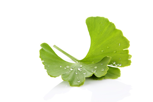 Fresh ginkgo biloba leaf with dew drops isolated on white background with reflection. Healthy living. Natural alternative medicine.