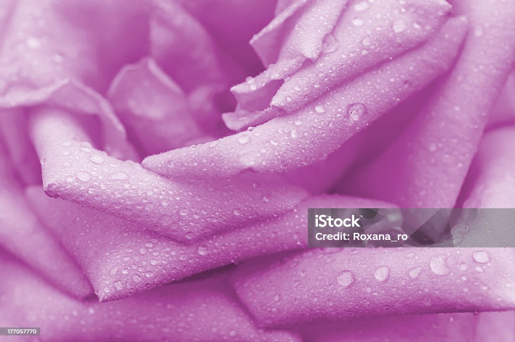 macro de rosas cor-de-rosa - Foto de stock de Beleza natural - Natureza royalty-free