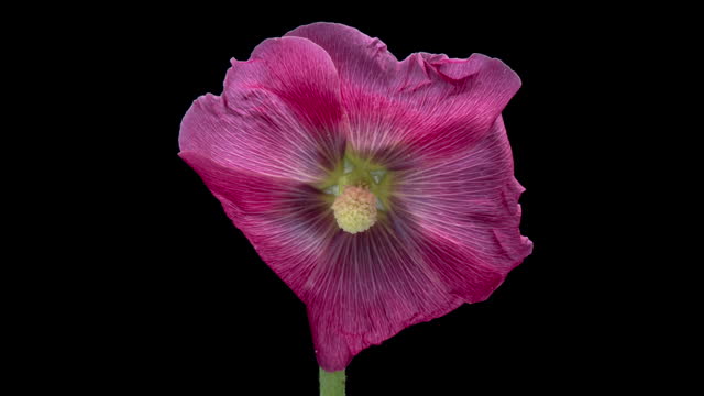 Large beautiful pink, Malva blooming. Mother's day, Holiday, Love, birthday, Easter. Demonstrating the colors of 2023 Viva magenta.