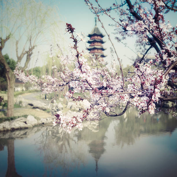 albero fiore in cina - toned image pink sakura cherry blossom foto e immagini stock