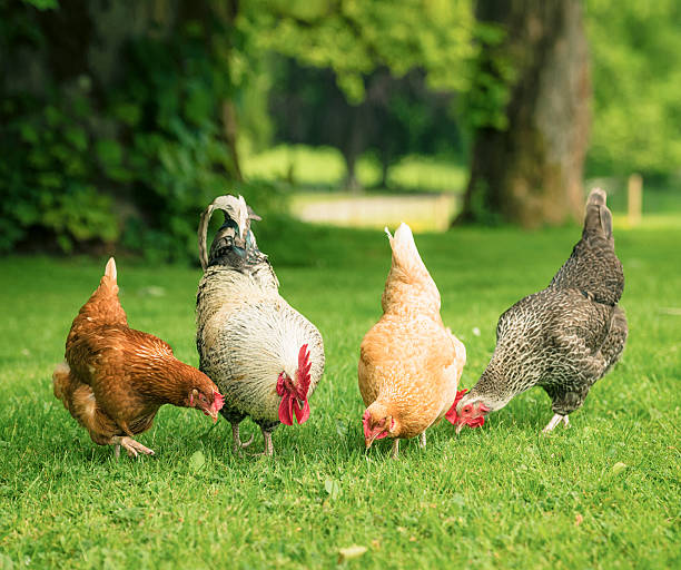 pollo ruspante hens foraggiamento insieme - livestock animal themes animal grass foto e immagini stock