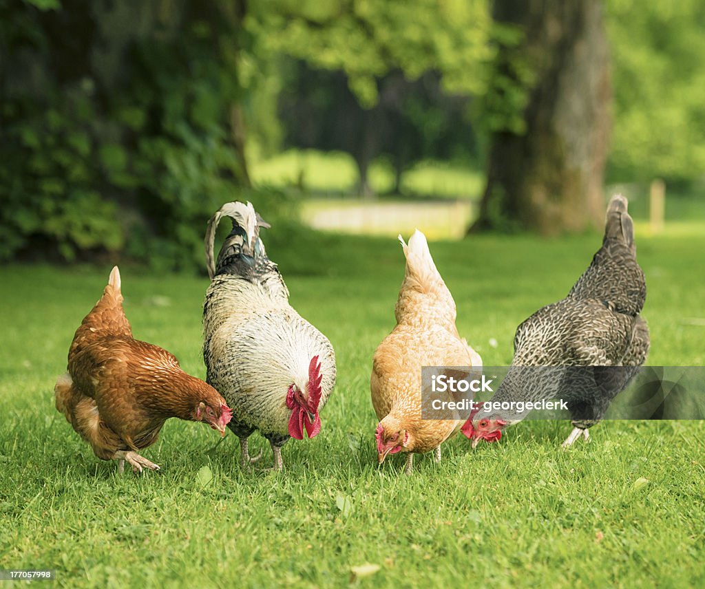 Free Range Hens Foraging Together A group of three free range hens and a cockerel foraging for food in summer grass. Chicken - Bird Stock Photo