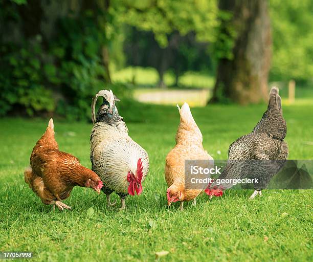 Free Range Hens Foraging Together Stock Photo - Download Image Now - Chicken - Bird, Pets, Yard - Grounds