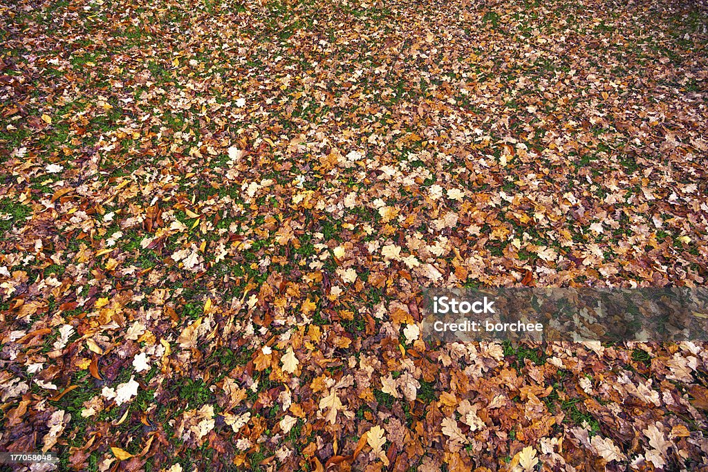 Alfombra de otoño - Foto de stock de Aire libre libre de derechos