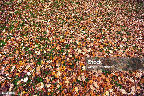 Autumn Carpet Stock Photo - Download Image Now - Autumn, Brown, Color Image