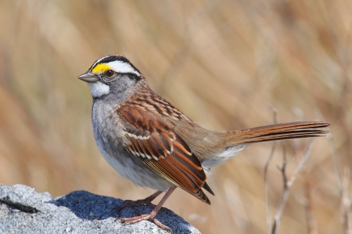 ADULT WHITE THROATED SPARROW IN PRISTINE PLUMAGE