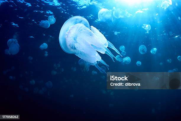 Jellyfish Stock Photo - Download Image Now - Jellyfish, Sea, Abundance