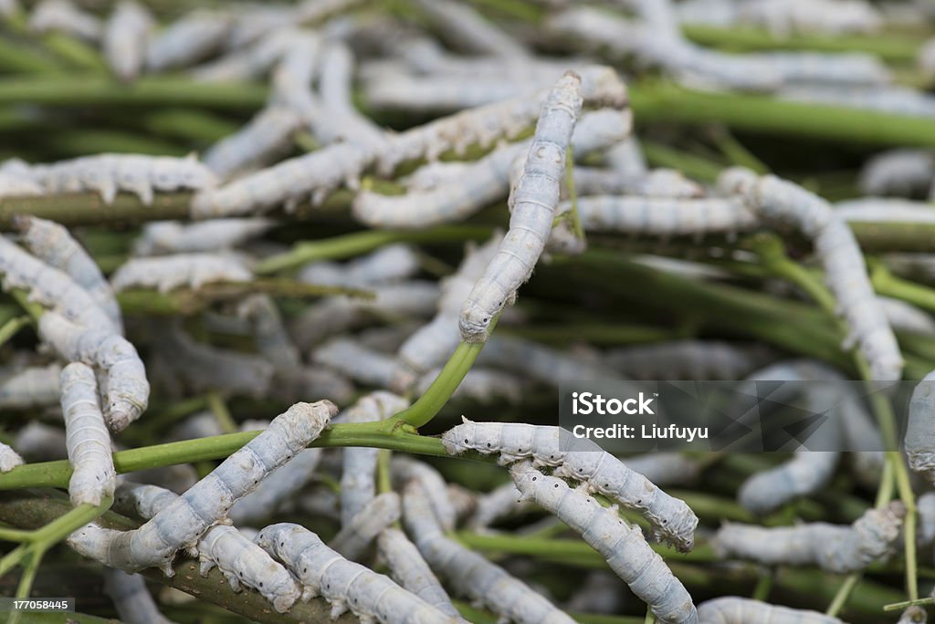 шелковичный червь - Стоковые фото Близость роялти-фри