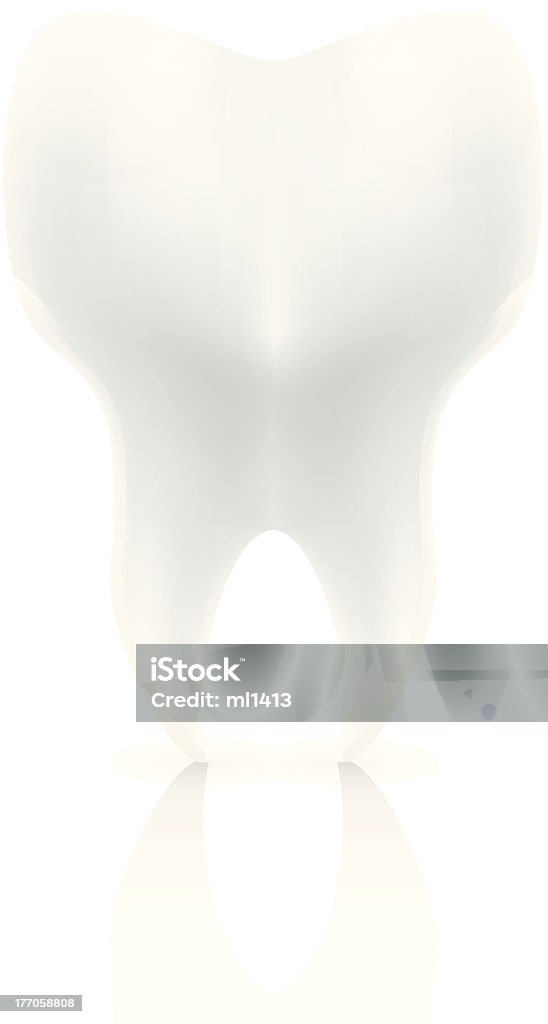 tooth - Lizenzfrei Anatomie Vektorgrafik