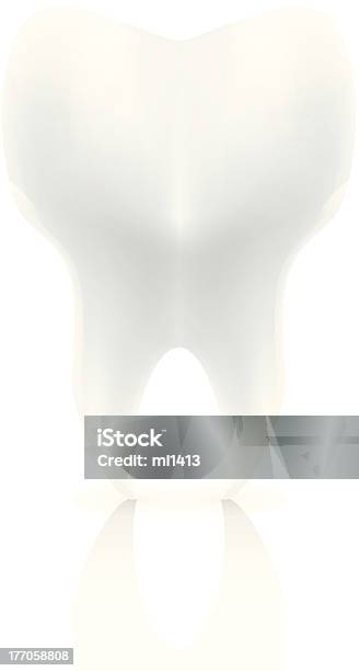 Tooth Stock Vektor Art und mehr Bilder von Anatomie - Anatomie, Biologie, ClipArt