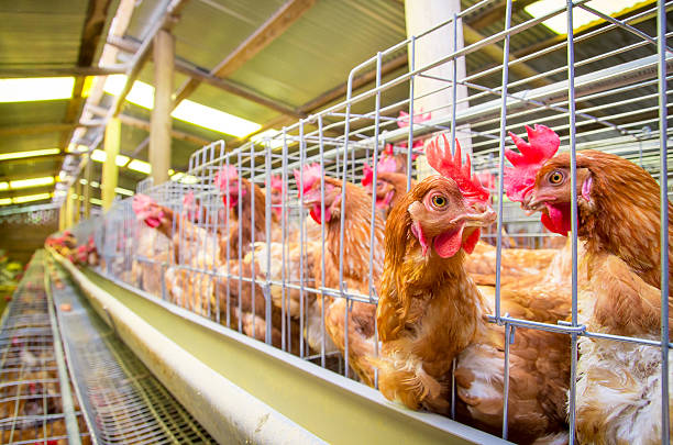 istock Poultry farm hens and eggs, aviary 177059133