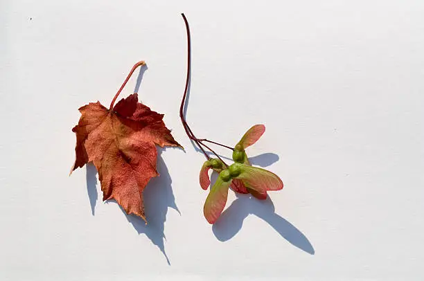 Maple Leaf and seed