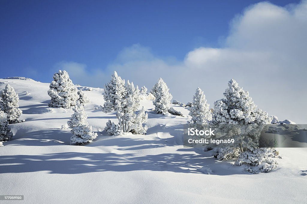 Winter landscape Trees in the snow Jura - France Stock Photo