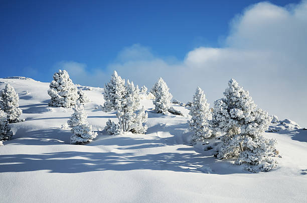 Winter landscape Trees in the snow jura france photos stock pictures, royalty-free photos & images