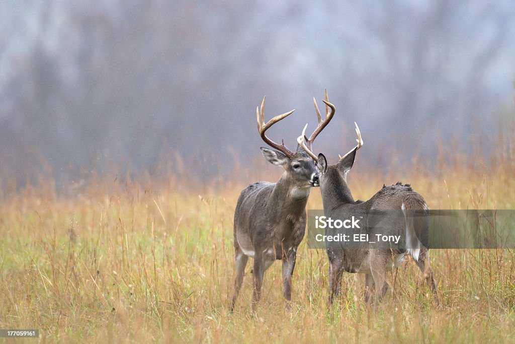 White-tailed deer bucks White-tailed deer bucks in an open meadow in Smoky Mountain National Park Animal Stock Photo