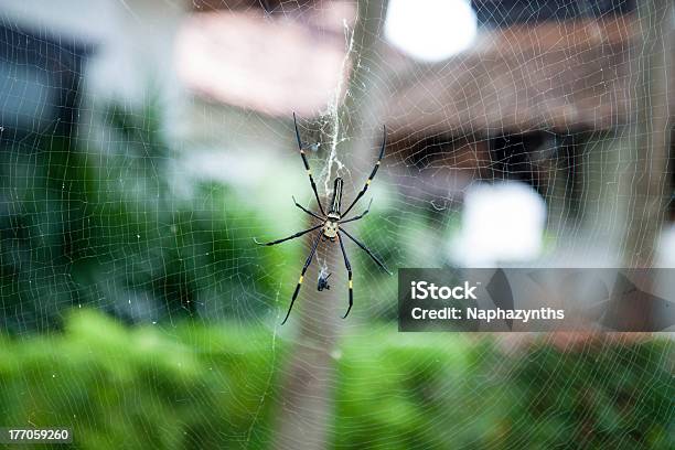 Spider Und Internet Stockfoto und mehr Bilder von Aggression - Aggression, Angst, Braun