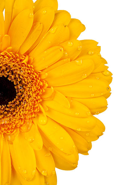 istock Gerbera blossom with water drops 177059386