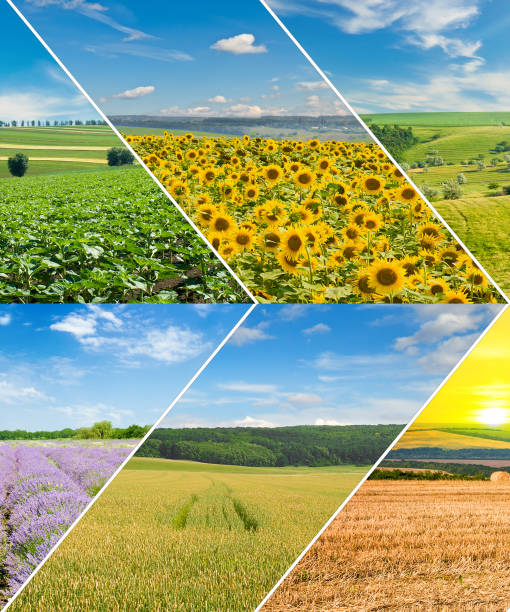 istock green field and blue sky with light clouds. Collage. 1770596637