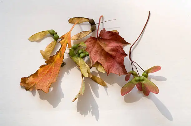 collection of maple seeds and leaf